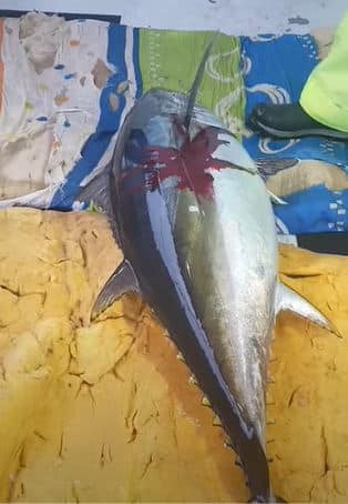 How to Bleed a yellowfin tuna