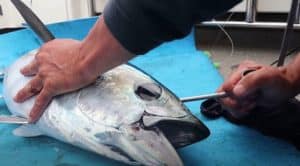 Brain spike to yellowfins hind brain 