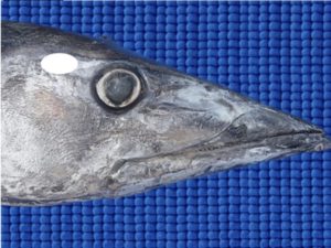 wahoo hind brain location