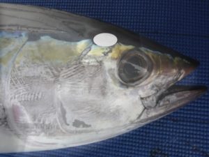 yellowfin tuna hind brain location