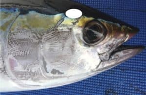 Yellowfin Tuna hind brain